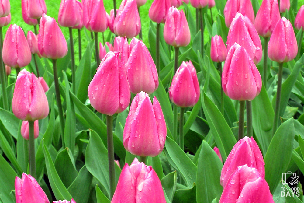 Pink Tulips