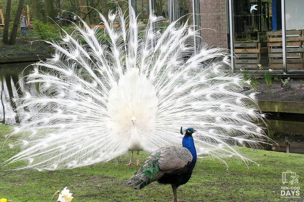 The White Peacock