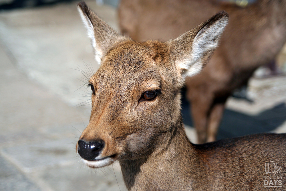 Nara Deers I